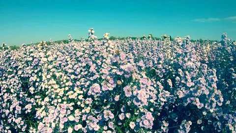 Flowers sway in the wind  And warm sunshine Stock Footage 146794246
