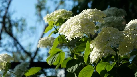 Flowers sway in the wind Video stock 105748407