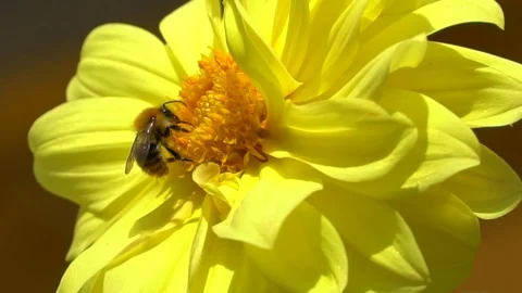Flowers sway in the wind Stock Footage 115331022