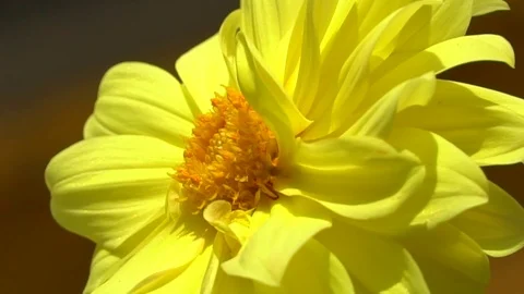Flowers sway in the wind Stock Footage 115331080