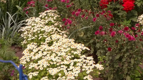 Flowers sway in the wind Stock Footage 115331168