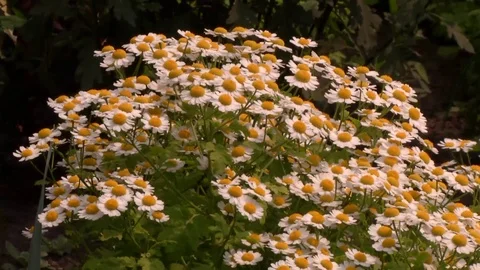 Flowers sway in the wind Stock Footage 115331196