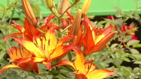 Flowers sway in the wind Stock Footage 115331239