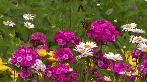 Flowers sway in the wind Stock Footage 115331349