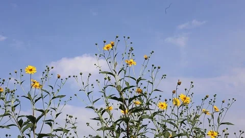 The flowers sway in the wind Stock Footage 141377474