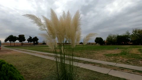 The flowers sway in the wind Stock Footage 142855990