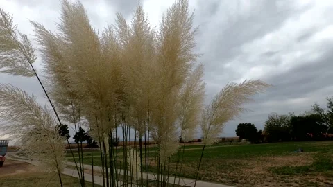 The flowers sway in the wind Stock Footage 142856096