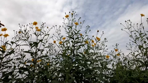 The flowers sway in the wind Stock Footage 142856619