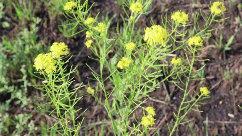 Flowers sway in the wind Stock Footage 145538281