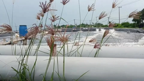 Flowers sway in the wind Stock Footage 233137481