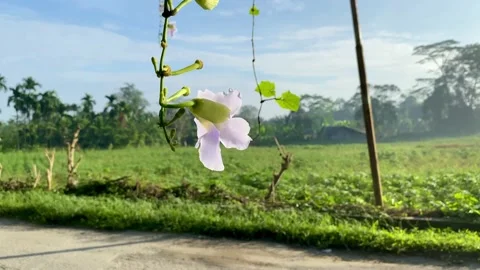 Flowers sway in the wind Stock Footage 234577881