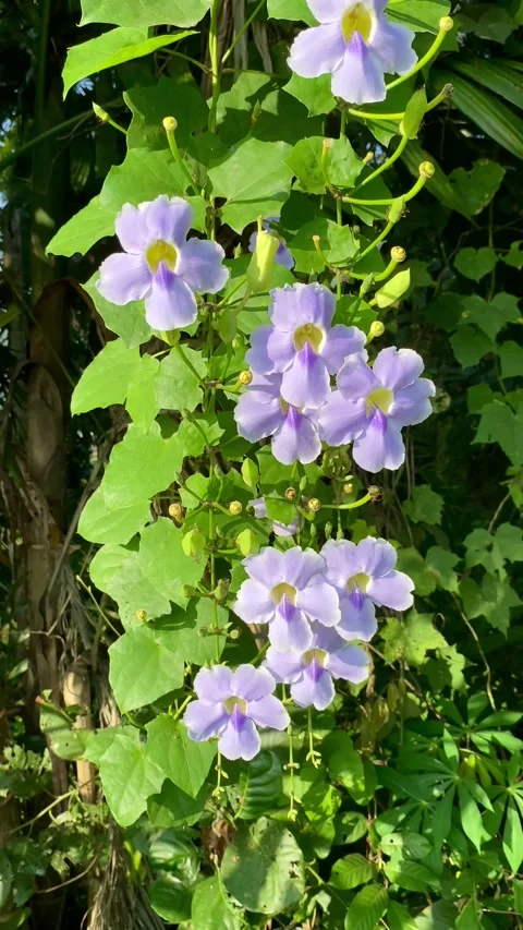 Flowers sway in the wind Stock Footage 234578769