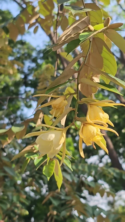 Flowers sway in the wind Stock Footage 247017246