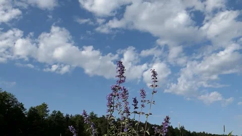 Flowers swaying back and forth. Video stock 256150979