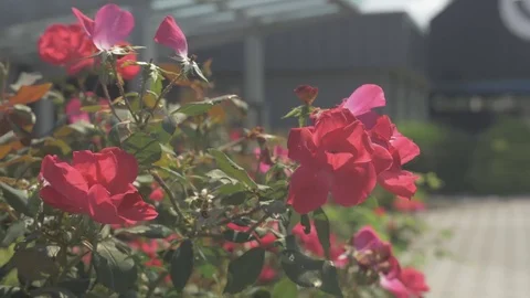 Flowers Swaying - Flat Profile Stock Footage 79544548