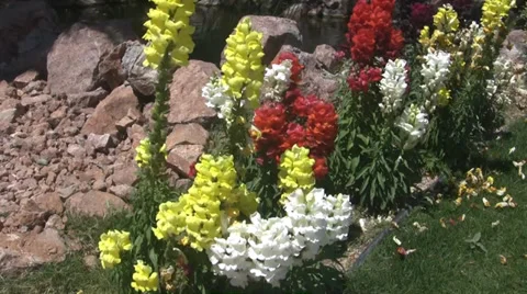 Flowers Swaying Softly in the Wind Stock Footage 37876490