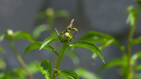 Flowers swaying in the solar wind, pollinated by bees Stock Footage 84774399