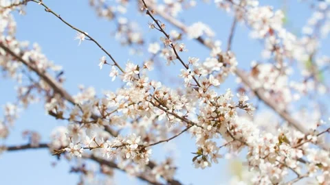 Flowers swaying in the spring wind - spring colors are all over the garden Vídeo Stock 257162213