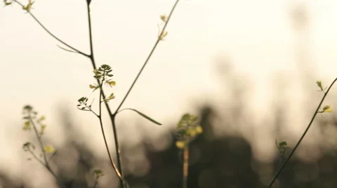 Flowers swaying in the wind Stock Footage 40233563