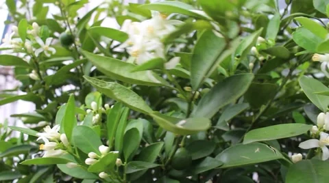 Flowers swaying in the wind Stock Footage 56080917