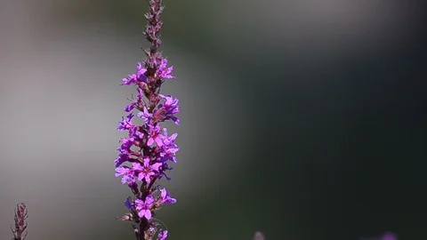 Flowers swaying on a wind Stock Footage 94479406