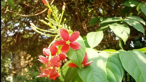 Flowers Swaying in the wind Stock Footage 108896095