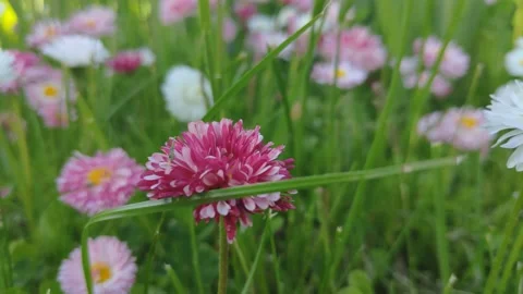 Flowers swaying in the wind Stock Footage 155154488