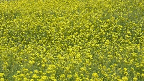 Flowers swaying in the wind 스톡 동영상 284289565