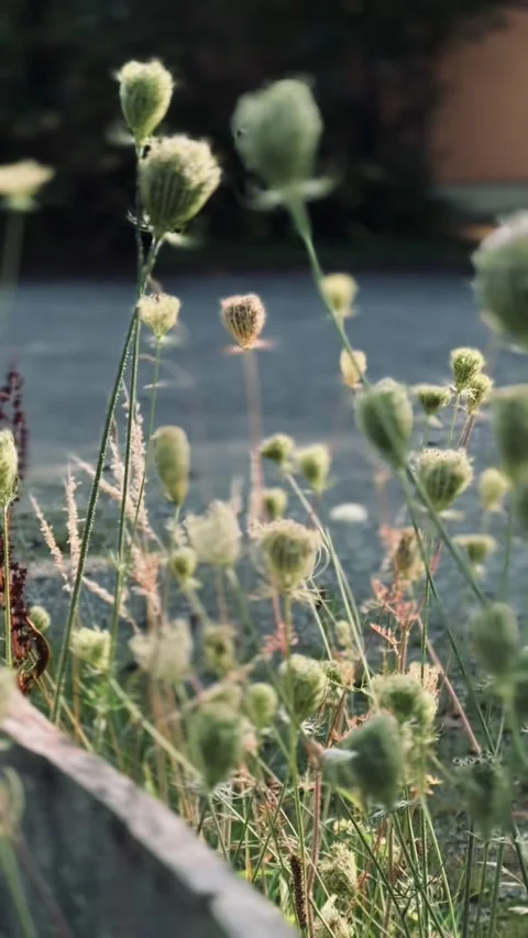 Flowers swaying in the wind Stock Footage 303280225