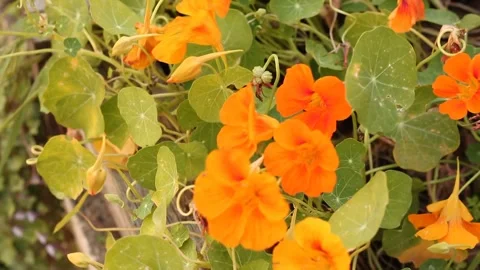 Flowers swaying in the wind Stock Footage 305086791