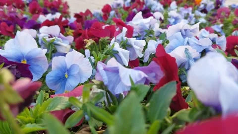 Flowers Swaying in the Wind 스톡 동영상 332809573