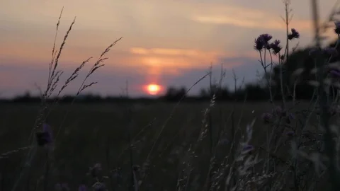 Flowers Swaying in the Wind at Sunset Stockbeeldmateriaal 108843672