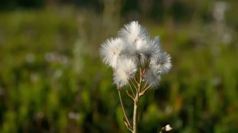 The flowers sways in the wind. Stock Footage 143196755