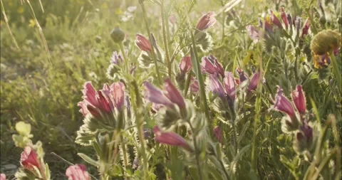 Flowers swinging in the wind - slow motion golden hour 0:18 Stock Footage 200769291