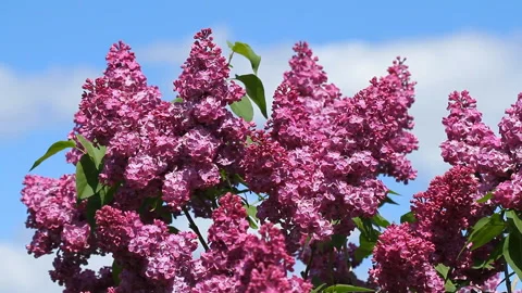 Flowers of Syringa bloomed in the spring time Stock Footage 130381239