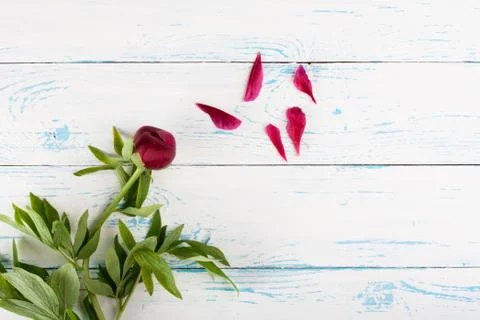 Flowers on the table Stock Photos