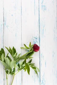 Flowers on the table Foto stock