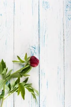 Flowers on the table Stock Photos