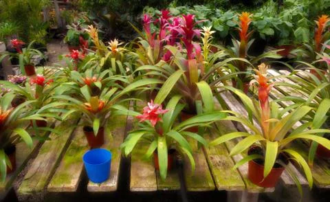 Flowers on Table Stock Photos