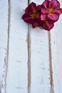 The flowers on the table Stock Photos