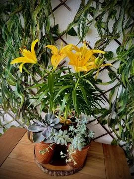 Flowers on a table Stock Photos