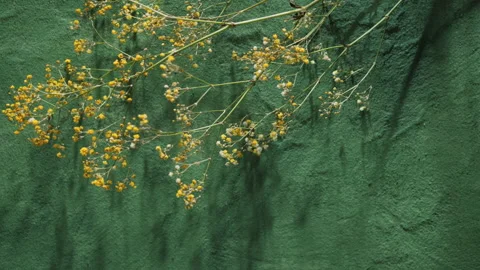 Flowers Tabletop Shadow Background 库存影片 274564555