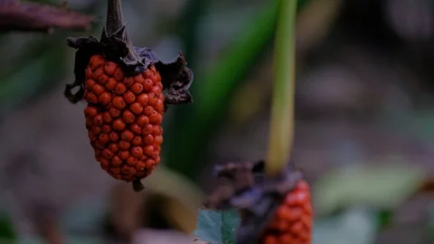 The flowers of taro bear red fruit 스톡 동영상 108698564