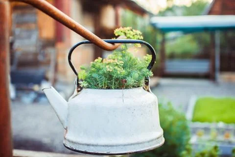 Flowers in a teapot Stock Photos