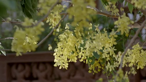 Flowers in the templeCambodia, Stock Footage 134368972