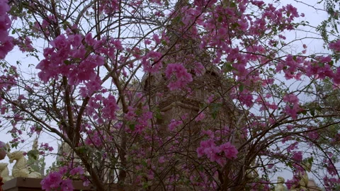 Flowers in the temple,Cambodia, Stock Footage 134371514