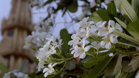 Flowers in the temple,Cambodia, Stock Footage 134399451