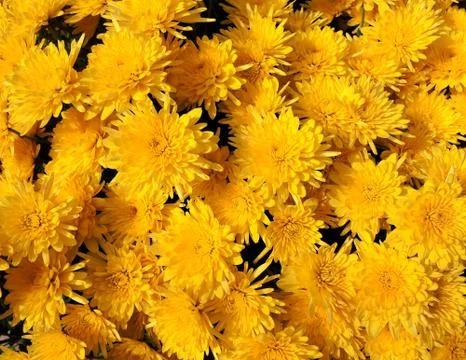 Flowers texture background Stock Photos
