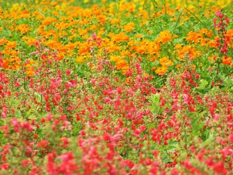 Flowers Texture background Stock Photos