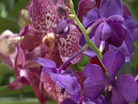 Flowers in thailand 2010 Stock Footage 139242564